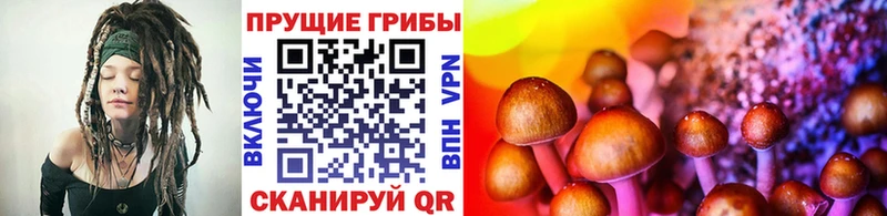 где продают KRAKEN ONION Псилоцибиновые грибы Psilocybe Ворсма